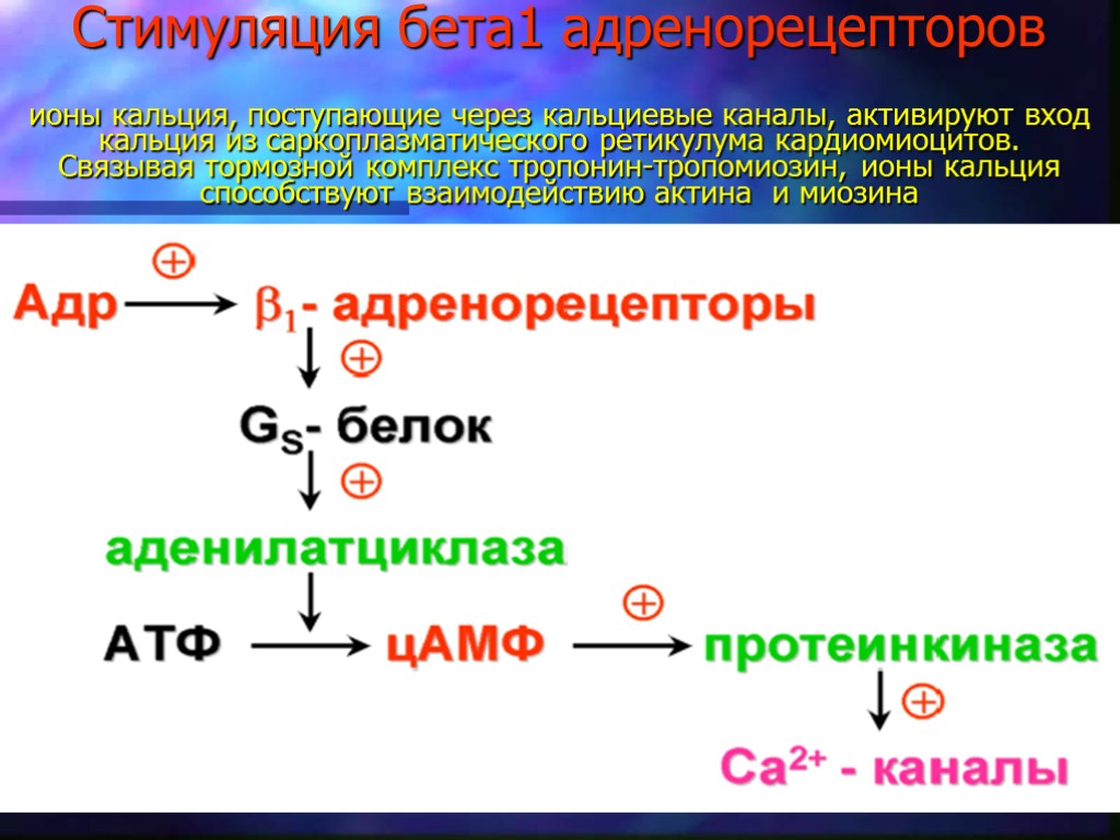 Стимуляция бета1 адренорецепторов ионы кальция, поступающие через кальциевые каналы, активируют вход кальция из саркоплазматического